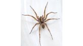 Is one of the largest spider species in SC hiding in your home? What to know