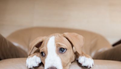 Flirty Foster Puppy Pulls Out All the Stops To Win Pit Bull's Affection