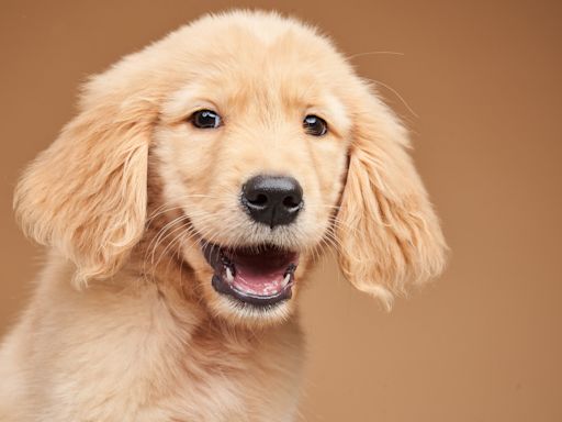 Mom of Golden Retriever Puppy Shares Easy Tricks to Get a Pup to Stop Barking