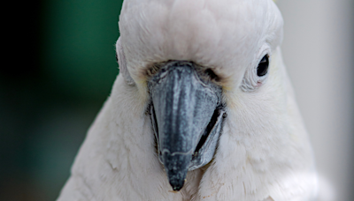 Precious Cockatoo Sweetly Serenades 'His Kitty' & Everyone Is So in Love