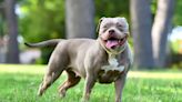 Pros and Cons of an American Bully