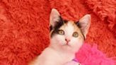 Take Me Home: Adopt Bonita from Wags & Whiskers Pet Rescue