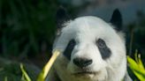 Dilema en México: o paga o asume el final de sus osos pandas