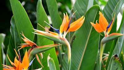 Make Your Home a Jungle With These 10 Tropical Plants