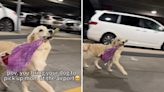 Woman arrives at airport—golden retriever is there to meet her with flowers