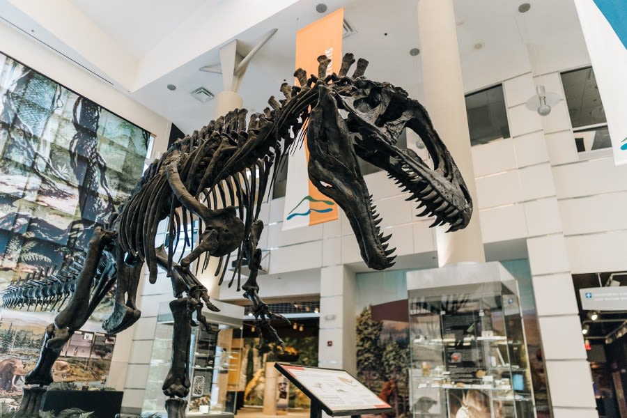 Gov. Youngkin announces grant to Virginia Museum of Natural History to support annual Dino Festival