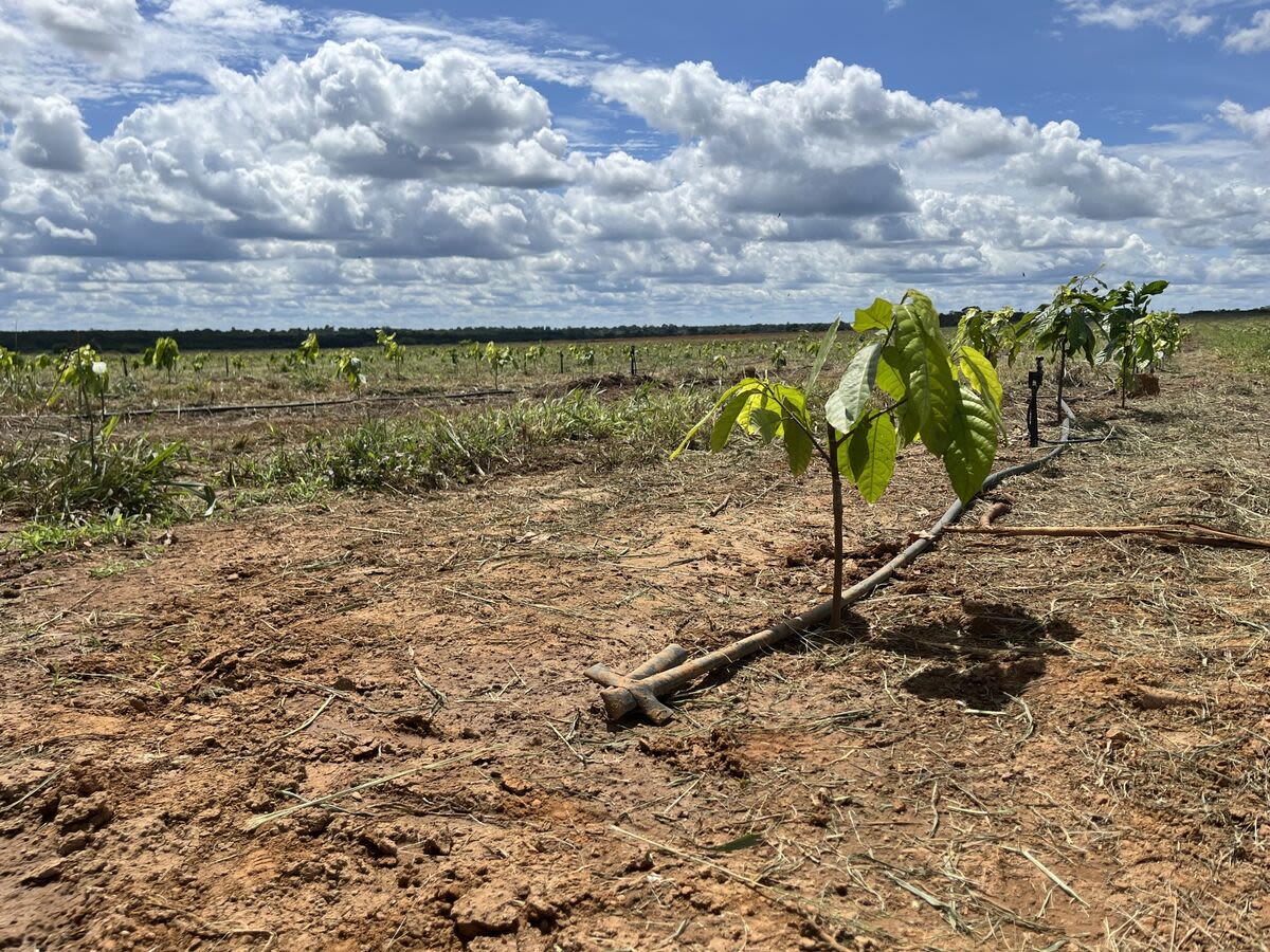 World’s Top Coffee, Soy and Sugar Supplier Wants to Rule Cocoa, Too