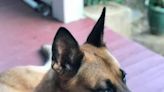 Roxboro K-9 dies after stomach illness, police say