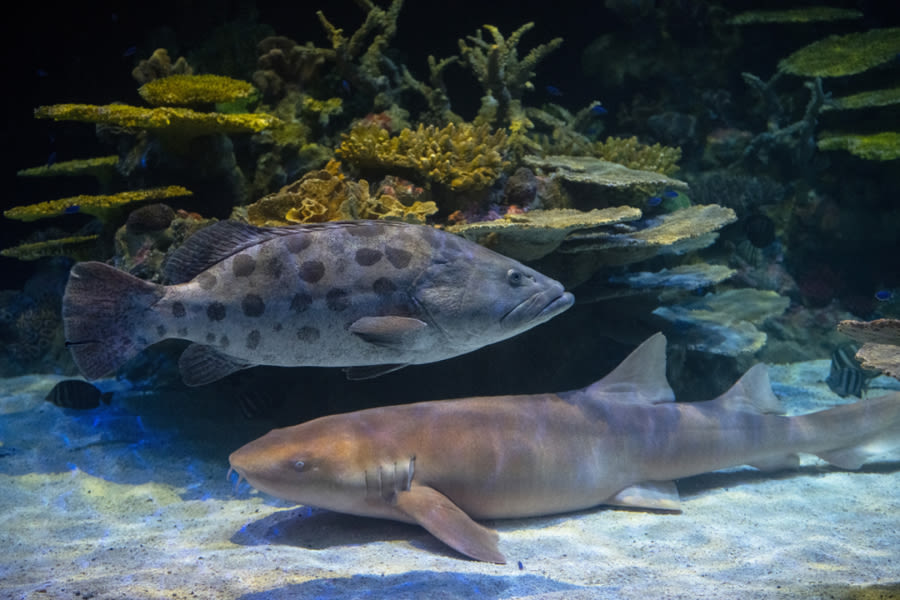Tacoma zoo to reopen its aquarium