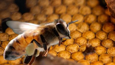 Científicos descubrieron accidentalmente que algunas abejas pueden hibernar bajo el agua