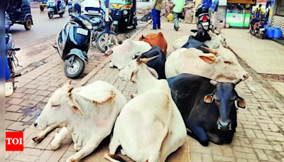 Stray cattle kills woman in Haryana's Kurukshetra | India News - Times of India