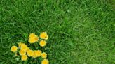 How to Get Rid of Dandelions in Your Yard