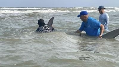 Reportan hasta 12 heridos por ataque de tiburón en Texas