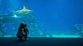 Aquarium challenges negative perceptions of sharks