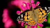 A Butterfly Traveled an Unbelievable 2,600 Miles Across the Atlantic, Defying All Odds