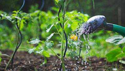 Here's How Often You Should Really Be Watering Your Tomatoes, According To An Expert