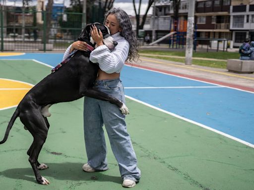 El auge de las mascotas en Colombia causa problemas de convivencia: “A usted la detestan por su perro”