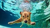 Golden Retriever Puppy’s First ‘Big Boy’ Jump Into the Pool Makes Mom Proud