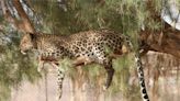 On the Brink of Extinction – Scientists Develop Genetic Rescue Plan for Arabian Leopards