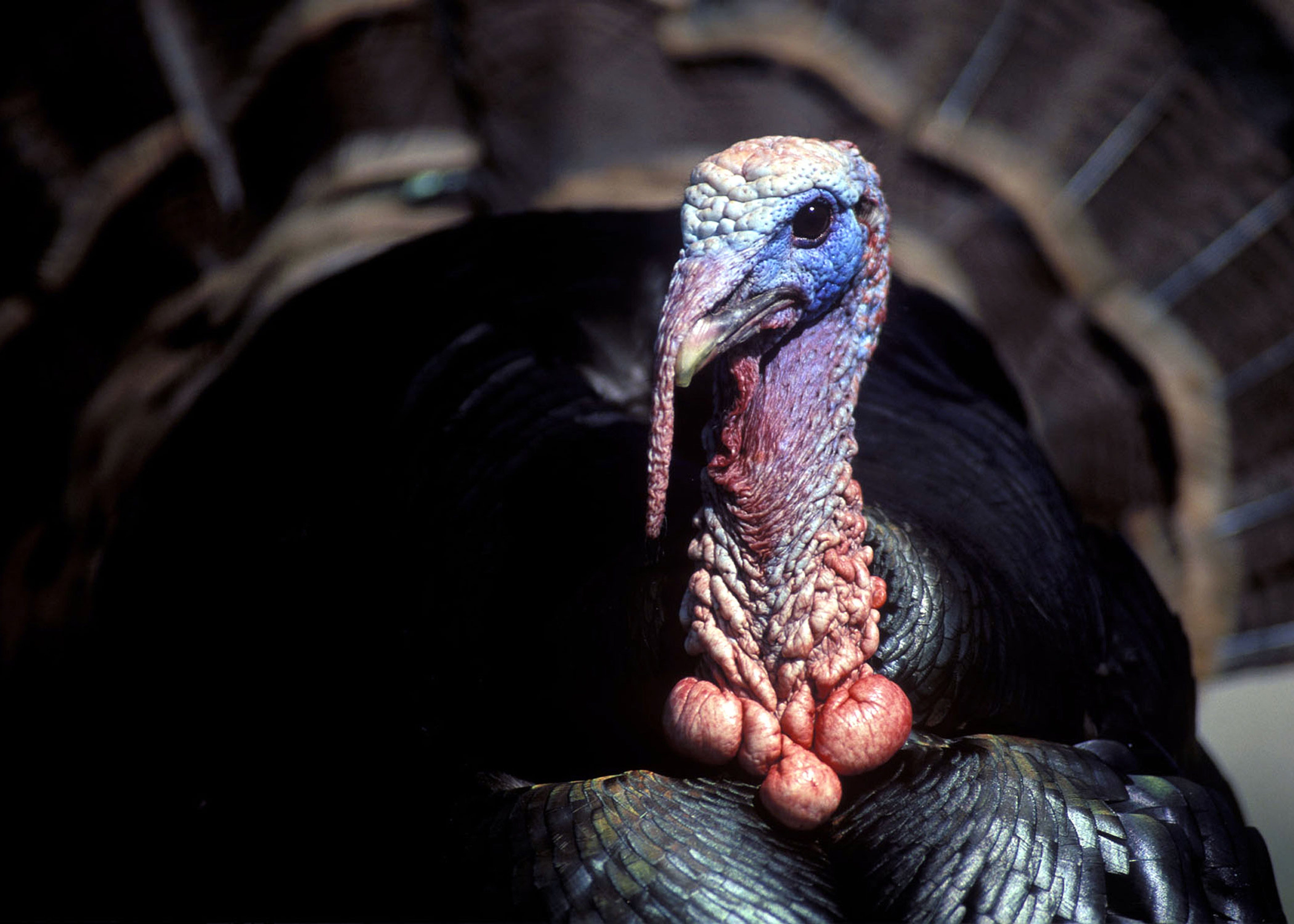 Hunting: Falling turkey numbers a big concern among advocacy groups, wildlife agencies