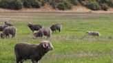 New Zealand ram put down after death of elderly couple