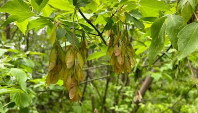 Wanted: tree seeds. National seed centre in Fredericton collecting samples