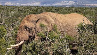Spanish tourist who got out of car to take photos trampled to death by elephants