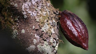 Ghana's cocoa regulator will borrow up to $1.5 billion for 2024-25 cocoa purchases, sources say