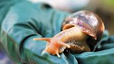 Giant African land snail spotted in Florida, section of county under quarantine: Officials