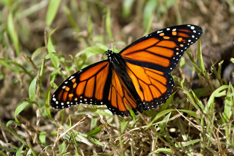 Buckley Space Force Base to help Monarch butterfly migration