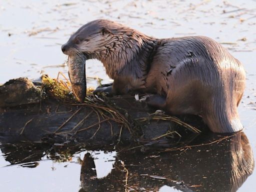 River otter pulls child off dock and underwater in harrowing attack