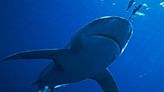 Mother in Mexico hoists child to safety before being killed in shark attack