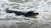 Large Alligator Swims Out of Ocean and onto Alabama Beach Surprising Visitors — Watch!