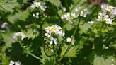 An aggressive forest invader is popping up in Ontario. Eating it can help