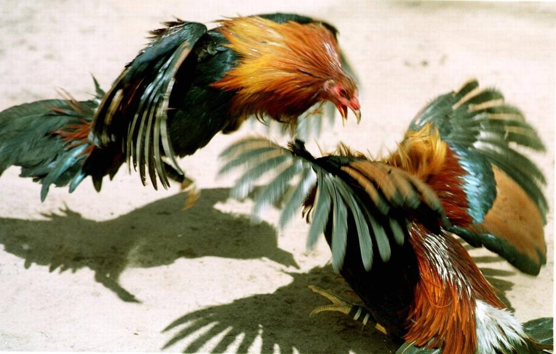 One more reason to secure the Mexico border: Smuggling drives the cockfighting trade | Opinion