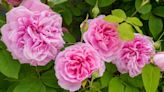 Achieve flourishing garden roses in minutes with job you must do