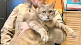 28-Lb. Cat Named 'One Frosty Too Many' Wants to Slim Down and Find a Family for the New Year