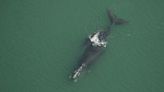 Endangered right whale calf found dead floating off Georgia coast a year after being born