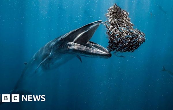 Whale feeding wins Ocean Photographer of the year award