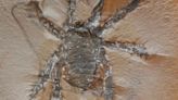 Meet This 300 Million Year Old ‘Spiky Spider’—Found In One Of America’s Best Fossil Hunting Sites