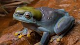 "Spectaculaire" : une grenouille mutée fascine les scientifiques par sa couleur magnifique