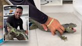 Iguana removed from Miami kitchen cabinet after 'dashing right into the house'