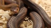 Hospital begs for snakebite victims to stop bringing in serpents when seeking help: 'Puts the staff at risk'