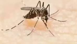 Over 1,000 affected by dengue in TN in 15 days - News Today | First with the news