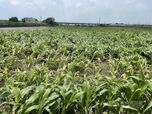 豪雨雲林食用玉米倒伏逾228公頃 立委爭取天災救助