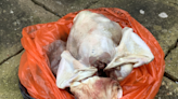 Christmas ruined as shoppers find turkeys ‘rotten’ and ‘stinking’ in festive dinner disasters