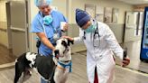 Therapy dog program provides comfort and healing at HCA Florida Citrus Hospital