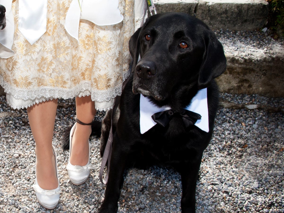 Woman leaves her sister’s wedding early after her service dog was denied entry