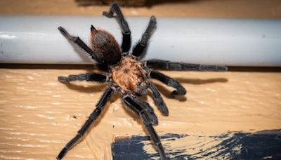 The great Texas tarantula migration is officially underway