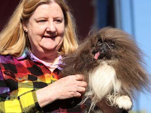 Meet the 2024 Winner of the 'World's Ugliest Dog' Contest